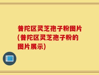 普陀区灵芝孢子粉图片(普陀区灵芝孢子粉的图片展示)