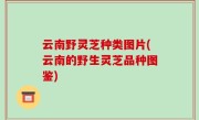云南野灵芝种类图片(云南的野生灵芝品种图鉴)