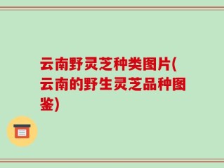 云南野灵芝种类图片(云南的野生灵芝品种图鉴)