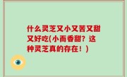 什么灵芝又小又苦又甜又好吃(小而香甜？这种灵芝真的存在！)