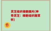 灵芝组织细胞图片(神奇灵芝：细胞组织图赏析)