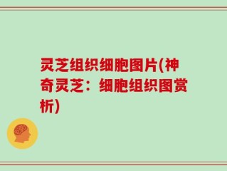 灵芝组织细胞图片(神奇灵芝：细胞组织图赏析)
