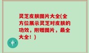 灵芝皮肤图片大全(全方位展示灵芝对皮肤的功效，附赠图片，最全大全！)