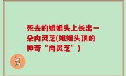死去的姐姐头上长出一朵肉灵芝(姐姐头顶的神奇“肉灵芝”)