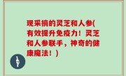 现采摘的灵芝和人参(有效提升免疫力！灵芝和人参联手，神奇的健康魔法！)