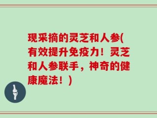 现采摘的灵芝和人参(有效提升免疫力！灵芝和人参联手，神奇的健康魔法！)