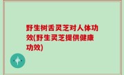野生树舌灵芝对人体功效(野生灵芝提供健康功效)