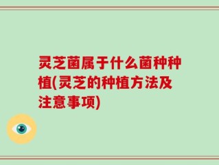 灵芝菌属于什么菌种种植(灵芝的种植方法及注意事项)