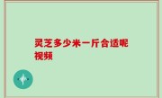 灵芝多少米一斤合适呢视频