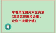 拿着灵芝图片大全高清(高清灵芝图片合集，让你一次看个够)