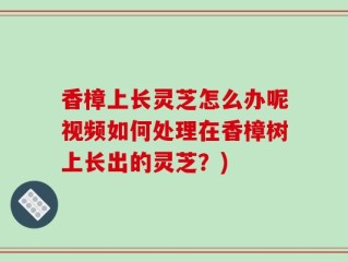 香樟上长灵芝怎么办呢视频如何处理在香樟树上长出的灵芝？)