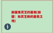 新疆像灵芝的菌类(新疆：如灵芝般的菌类之地)