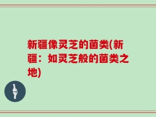 新疆像灵芝的菌类(新疆：如灵芝般的菌类之地)