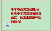 千年香血灵芝的图片(珍贵千年灵芝泛着醇香血红，散发出健康养生的魅力)
