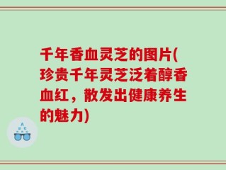 千年香血灵芝的图片(珍贵千年灵芝泛着醇香血红，散发出健康养生的魅力)