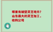 哪里有破壁灵芝地方？山东最大的灵芝加工，收购公司