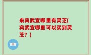 来宾武宣哪里有灵芝(宾武宣哪里可以买到灵芝？)
