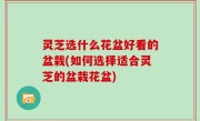 灵芝选什么花盆好看的盆栽(如何选择适合灵芝的盆栽花盆)
