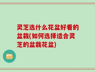 灵芝选什么花盆好看的盆栽(如何选择适合灵芝的盆栽花盆)