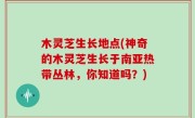 木灵芝生长地点(神奇的木灵芝生长于南亚热带丛林，你知道吗？)