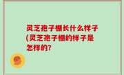 灵芝孢子棚长什么样子(灵芝孢子棚的样子是怎样的？