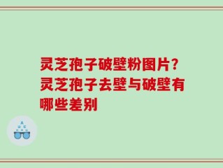 灵芝孢子破壁粉图片？灵芝孢子去壁与破壁有哪些差别