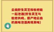 云南野生灵芝和枇杷能一起泡酒(野生灵芝与枇杷共鸣，原产地云南的美味泡酒再现真味)