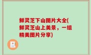 鲜灵芝下山图片大全(鲜灵芝山上美景，一组精美图片分享)