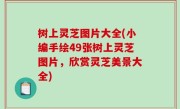树上灵芝图片大全(小编手绘49张树上灵芝图片，欣赏灵芝美景大全)
