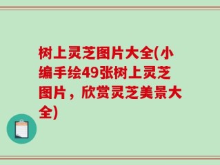 树上灵芝图片大全(小编手绘49张树上灵芝图片，欣赏灵芝美景大全)