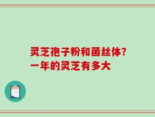 灵芝孢子粉和菌丝体？一年的灵芝有多大