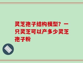 灵芝孢子结构模型？一只灵芝可以产多少灵芝孢子粉