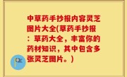 中草药手抄报内容灵芝图片大全(草药手抄报：草药大全，丰富你的药材知识，其中包含多张灵芝图片。)