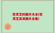 软灵芝的图片大全(软灵芝高清图片合集)