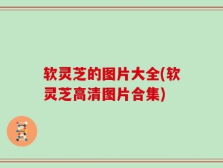 软灵芝的图片大全(软灵芝高清图片合集)