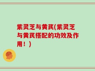 紫灵芝与黄芪(紫灵芝与黄芪搭配的功效及作用！)