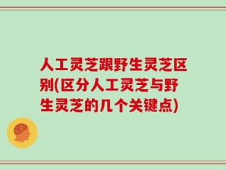 人工灵芝跟野生灵芝区别(区分人工灵芝与野生灵芝的几个关键点)