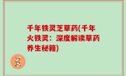 千年铁灵芝草药(千年火铁灵：深度解读草药养生秘籍)