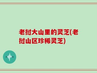 老挝大山里的灵芝(老挝山区珍稀灵芝)