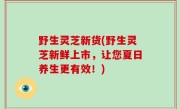 野生灵芝新货(野生灵芝新鲜上市，让您夏日养生更有效！)