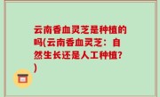 云南香血灵芝是种植的吗(云南香血灵芝：自然生长还是人工种植？)