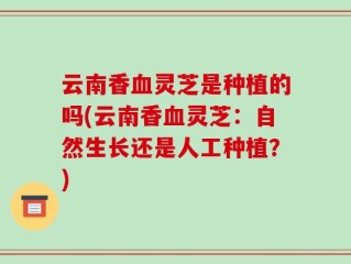 云南香血灵芝是种植的吗(云南香血灵芝：自然生长还是人工种植？)