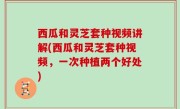 西瓜和灵芝套种视频讲解(西瓜和灵芝套种视频，一次种植两个好处)