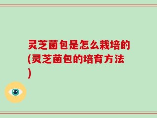 灵芝菌包是怎么栽培的(灵芝菌包的培育方法)