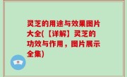 灵芝的用途与效果图片大全(【详解】灵芝的功效与作用，图片展示全集)