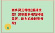 西乡灵芝种植(重建生态！深圳西乡成功种植灵芝，助力农业转型升级)