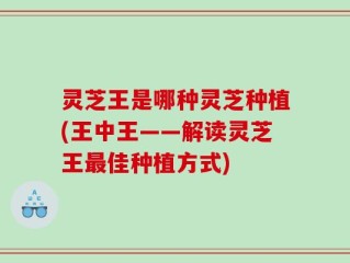 灵芝王是哪种灵芝种植(王中王——解读灵芝王最佳种植方式)