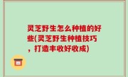 灵芝野生怎么种植的好些(灵芝野生种植技巧，打造丰收好收成)