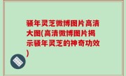 骚年灵芝微博图片高清大图(高清微博图片揭示骚年灵芝的神奇功效)