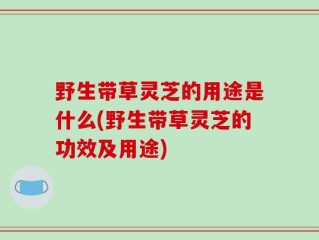 野生带草灵芝的用途是什么(野生带草灵芝的功效及用途)